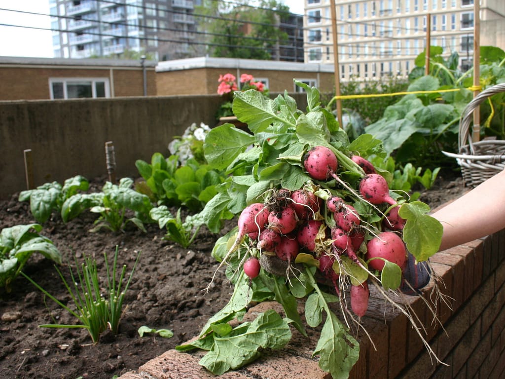 Garden