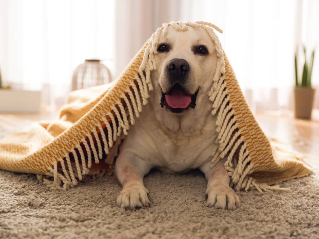 Vacuum for Pet Hair