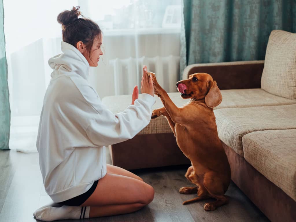 Vacuum for Pet Hair