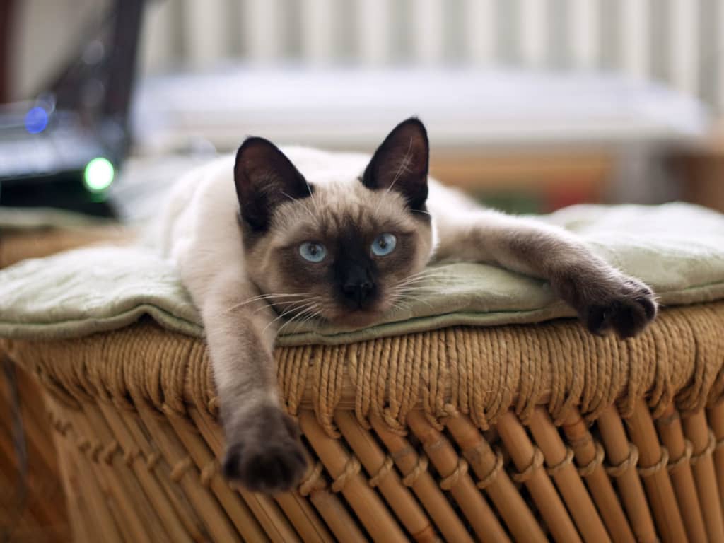 Vacuum for Pet Hair